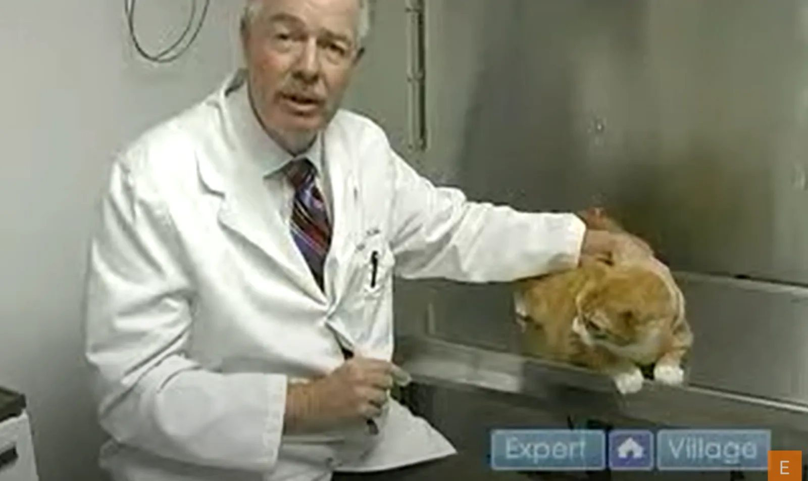 How to Brush Cat Teeth Youtube Thumbnail, Doctor with Cat